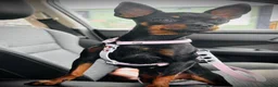Miniature Pinscher dogs for sale: Min Pin Jesko Is Looking For His Forever Family 💙 - Advert 17