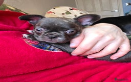 Mixed Breed dogs for sale: Frenchie x chihuahua - Image 4