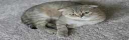 Scottish Fold cats for sale: Scottish Fold in Cambridge - Advert 1