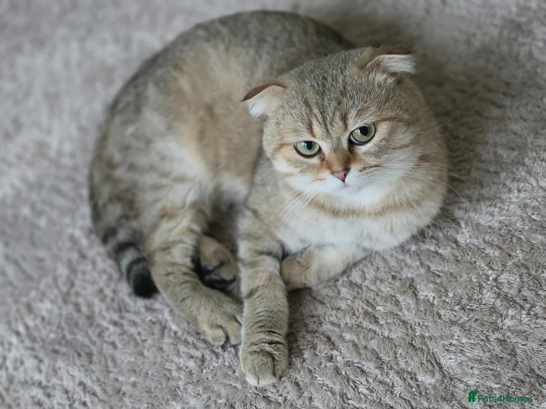 Scottish Fold cats for sale: Scottish Fold in Cambridge - Advert 1