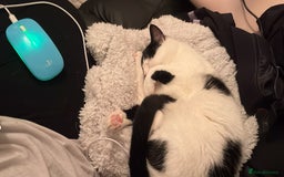 Mixed Breed cats for sale: Four cats for sale - Image 6