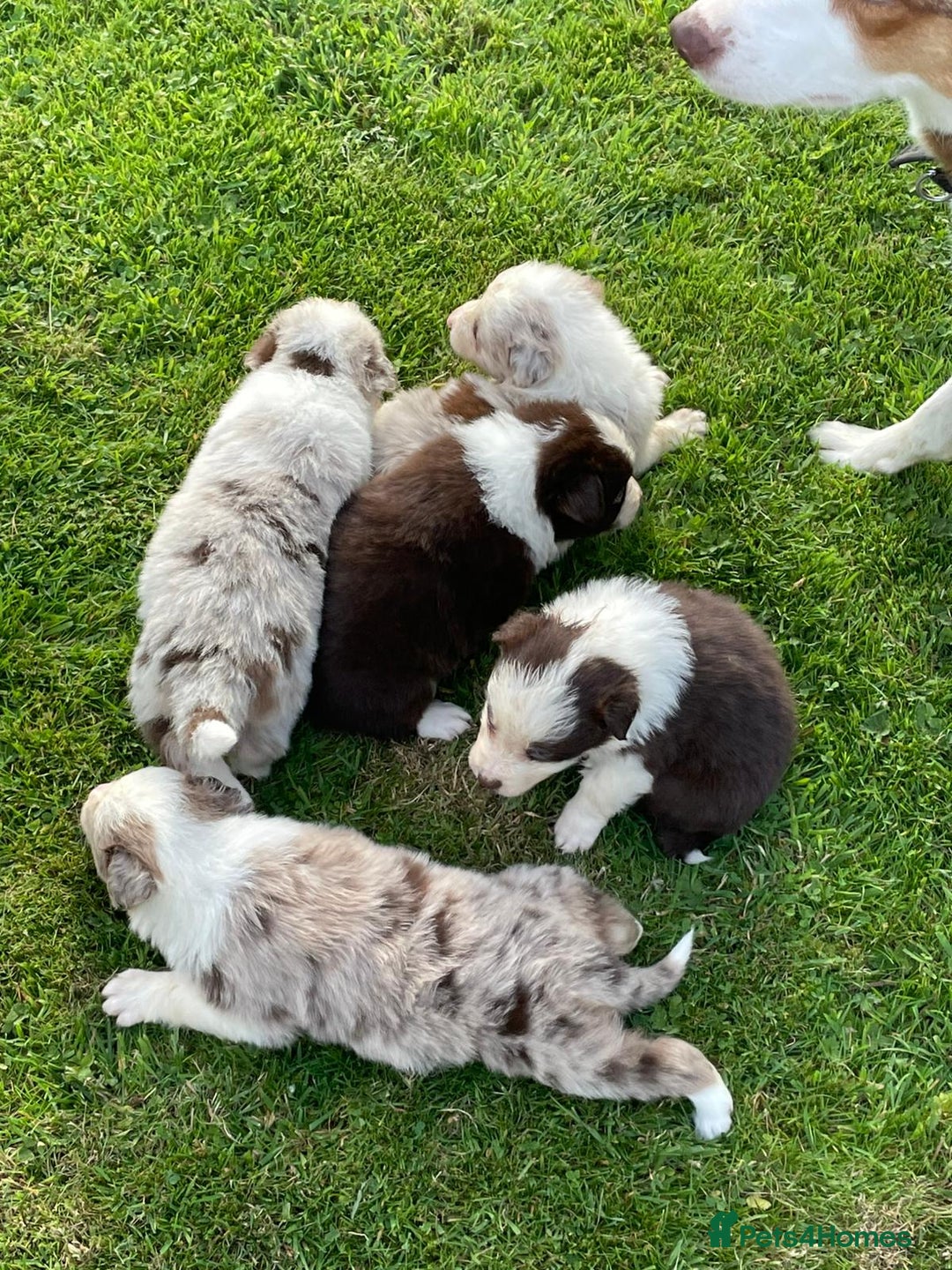 Mixed Breed dogs for sale: Border collie/Welsh collie puppies for sale - Image 10