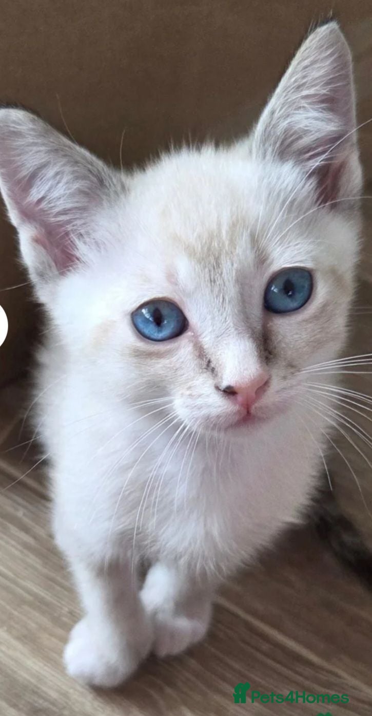 Snowshoe cats Rare TICA registered Snowshoe kittens - Advert 1