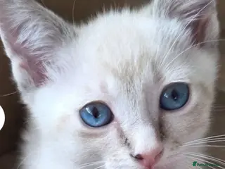 Snowshoe cats Rare TICA registered Snowshoe kittens - Advert 1