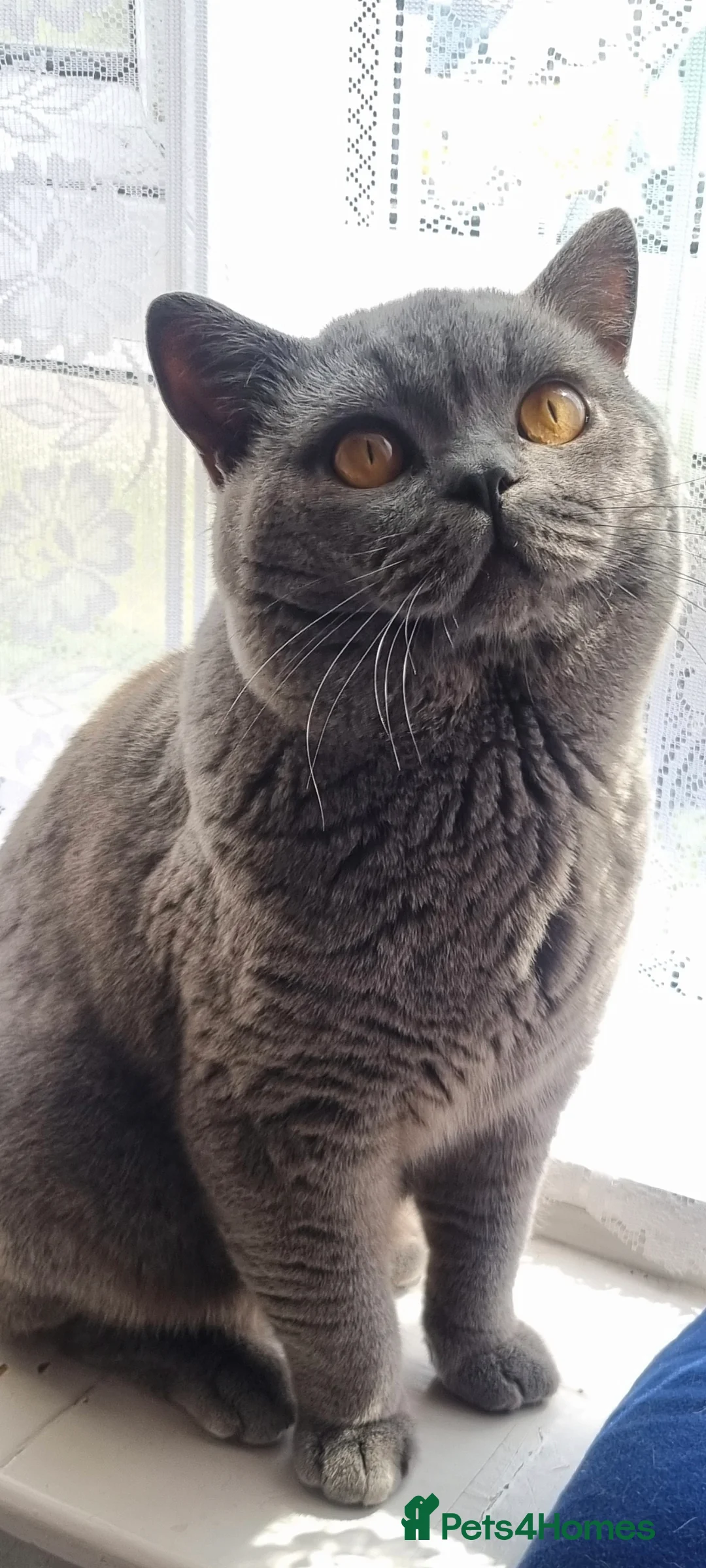 British Shorthair cats for stud: British short hear boy for stud, not for sale - Advert 1