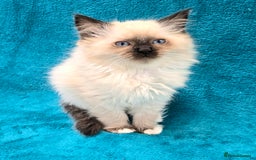 Ragdoll cats for sale: PEDIGREE GCCF REG CHAMPION LINE RAGDOLL KITTENS - Image 27