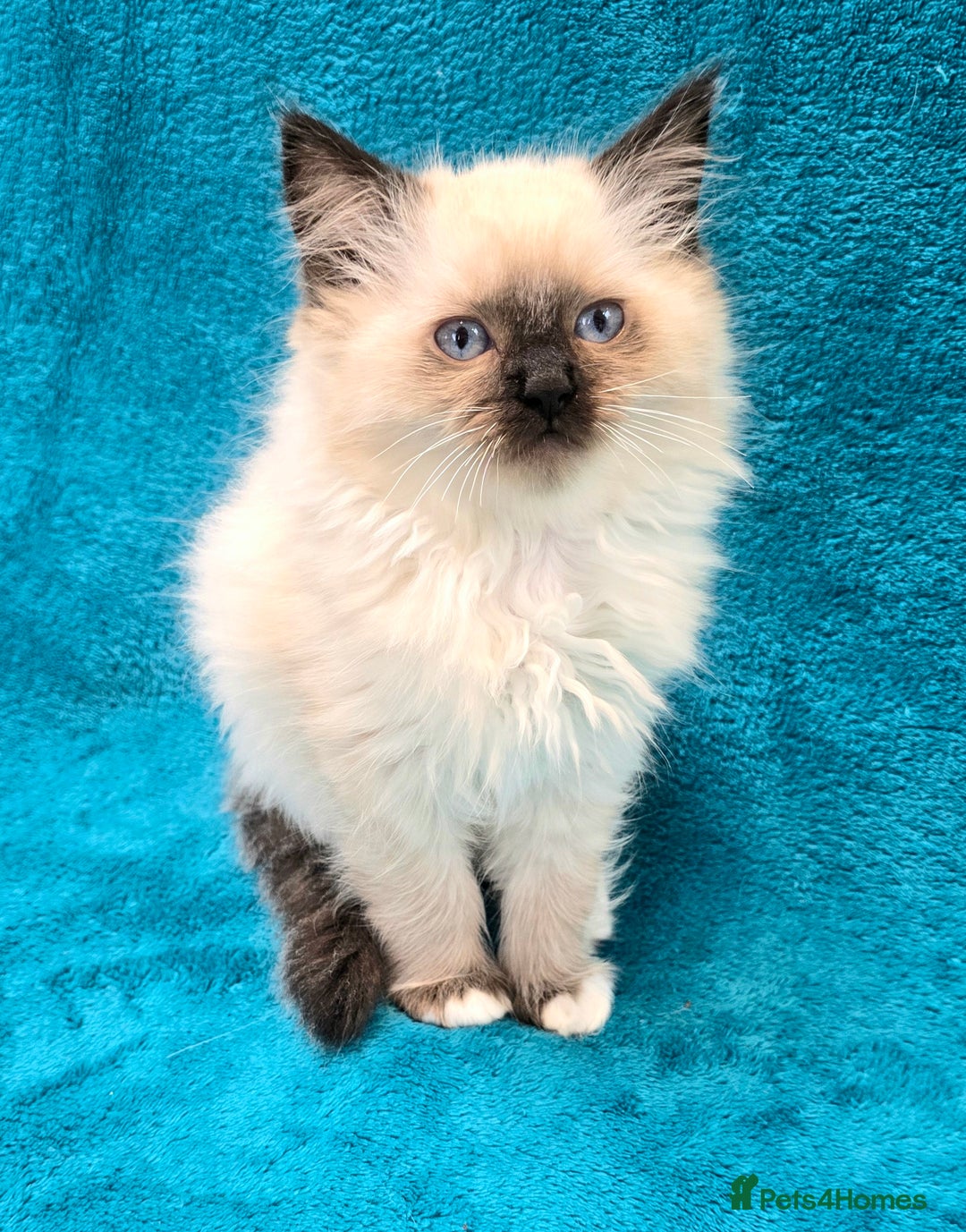 Ragdoll cats for sale: PEDIGREE GCCF REG CHAMPION LINE RAGDOLL KITTENS - Image 27