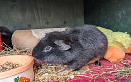 Guinea Pig rodents for sale: Teddy guinea pig boars available now  - Image 3