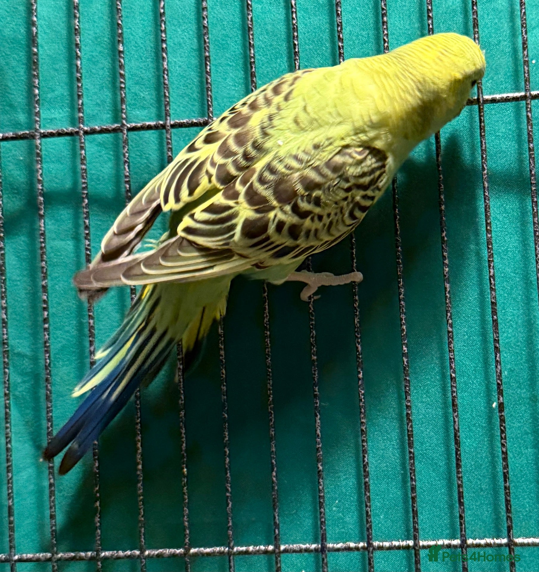 Budgerigars birds Young budgies males & females (please read ad)   - Advert 2