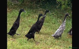 Ducks poultry for sale: Male Indian Runner Ducks - Image 2