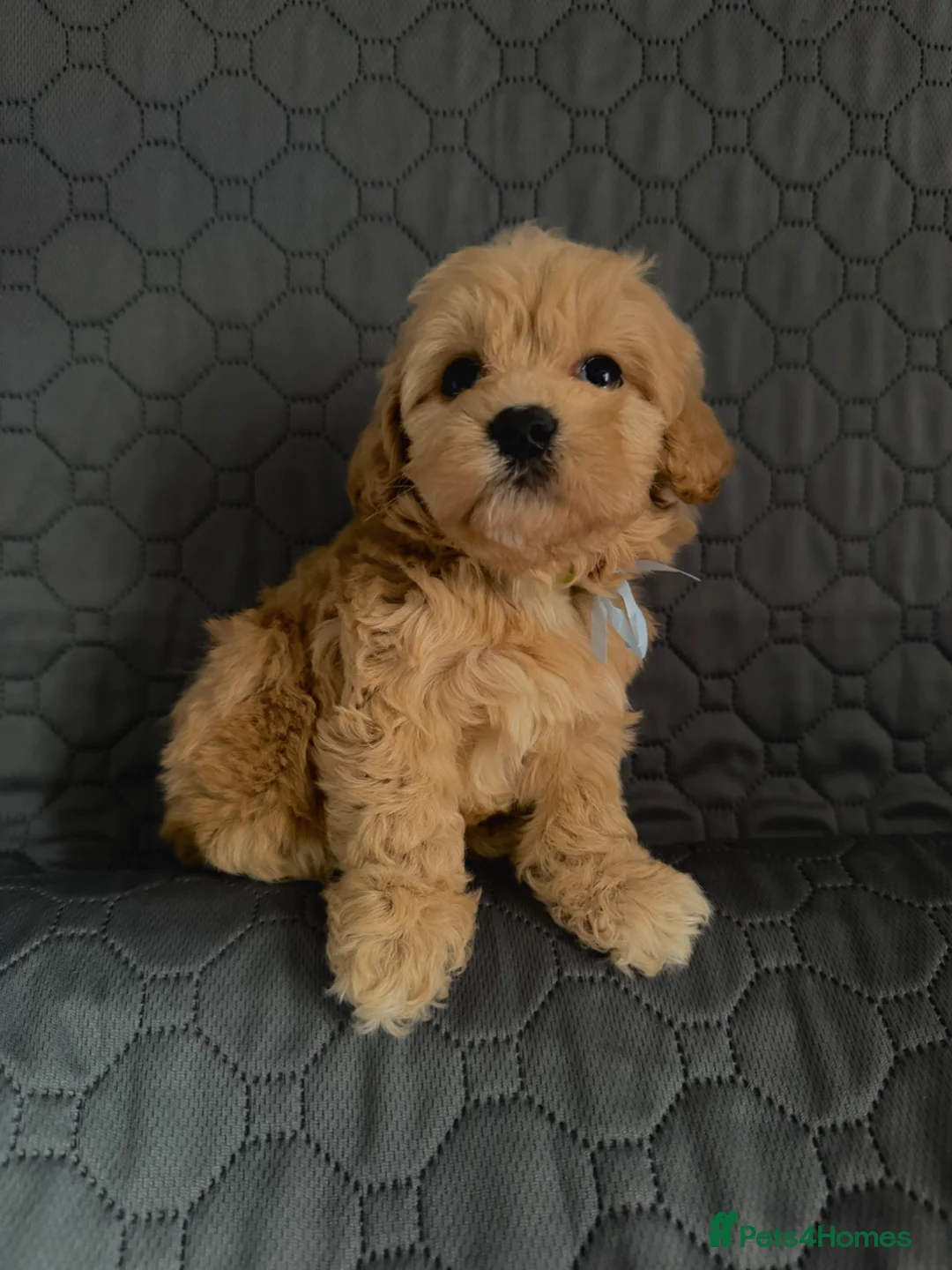 Maltipoo dogs for sale: 7 Beautiful Maltipoo Pups  - Advert 1