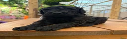 Bernedoodle dogs for sale: F1b Bernedoodle  - Advert 6