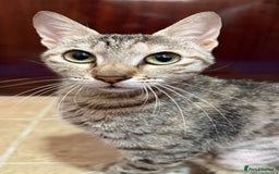Mixed Breed cats for adoption: STORMY - LAPCAT GIRL SPAYED - likes 2be single cat - Image 4