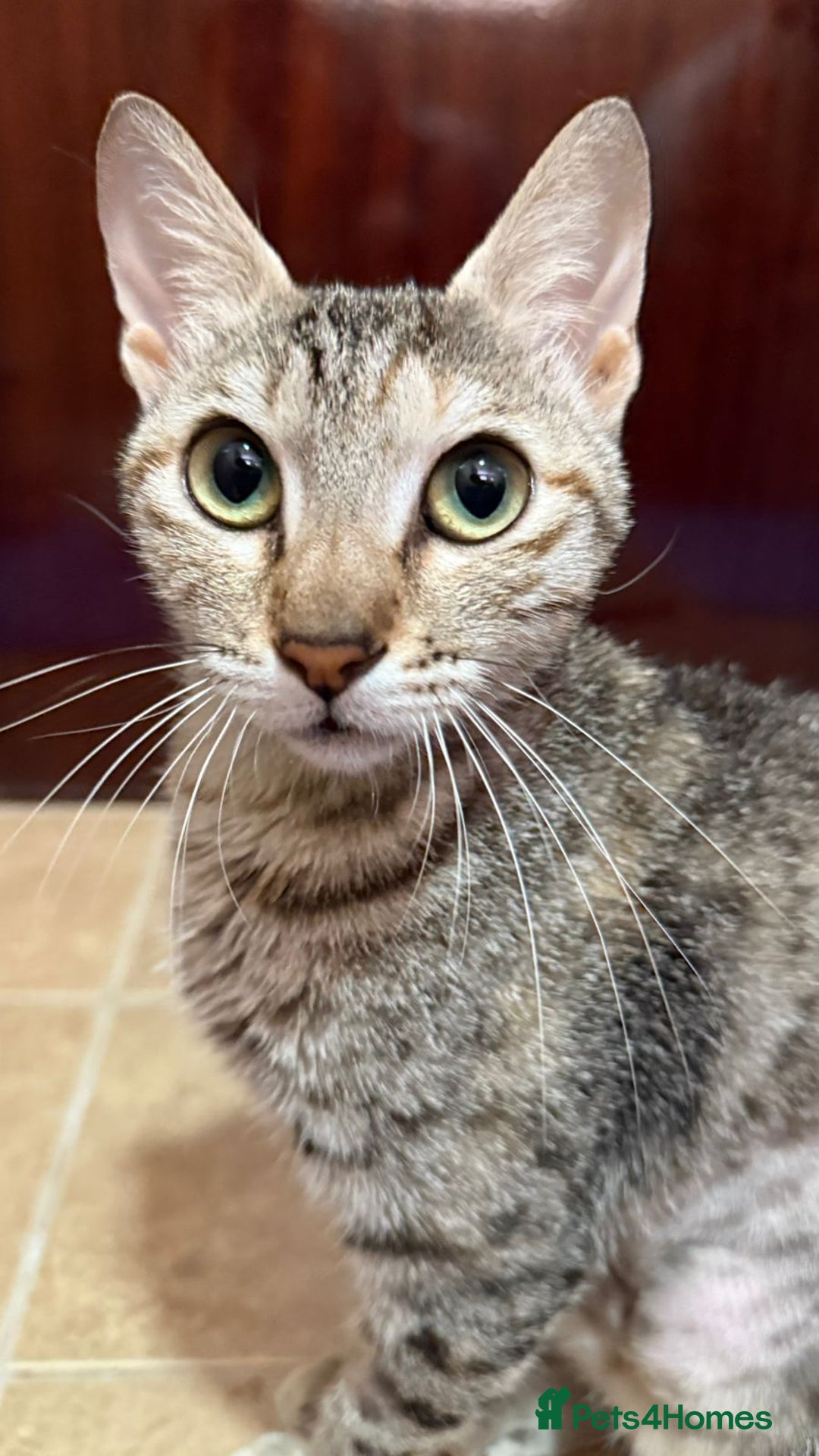 Mixed Breed cats for adoption: STORMY - LAPCAT GIRL SPAYED - likes 2be single cat - Image 4