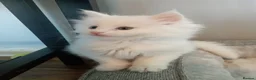 Maine Coon cats for sale: white female Maine coons, 1 polydactyl  - Advert 6