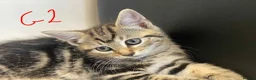 European cats for sale: Beautiful kittens for sale - Advert 11