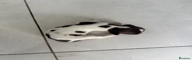 English Springer Spaniel 6