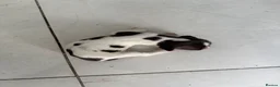English Springer Spaniel dogs for sale: FTCH line pups - Advert 8