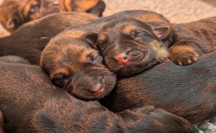 German Shepherd dogs - Advert 11