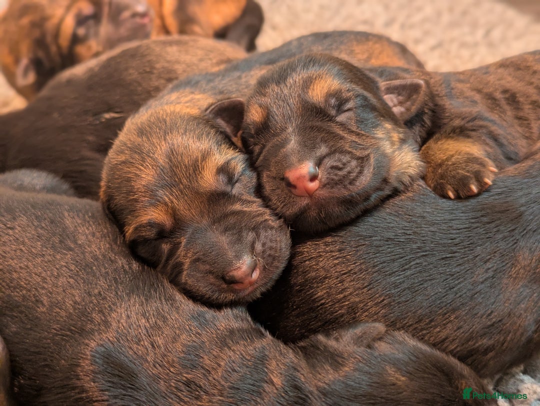 German Shepherd dogs for sale: KC Pups From Health Tested Champion Bloodlines  - Image 14