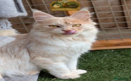 Maine Coon cats for stud: High Red Smoke 66/66 Polydactyl Champion Lines - Advert 5