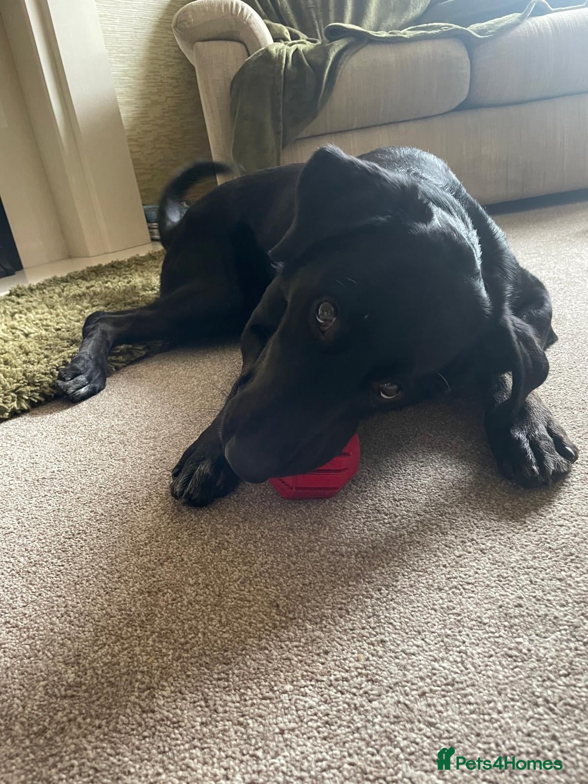 Mixed Breed dogs ❤️DORIS❤️ Born To Love And Live - Advert 2