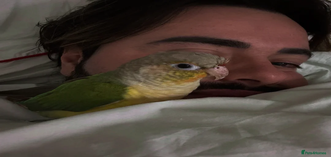 Gallery Image {{count}}