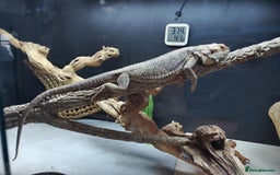 Bearded Dragon reptiles for sale: Male Bearded dragon 4 years old. 4x2x2ft vivarium - Image 3