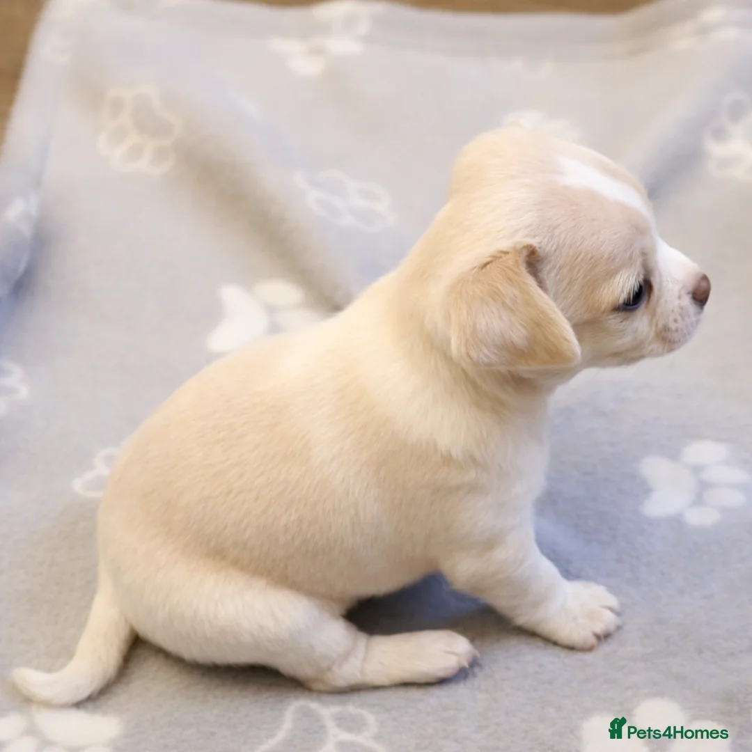 Chihuahua dogs for sale: Chihuahua puppys - Advert 5