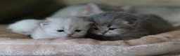 Scottish Fold cats for sale: Scottish fold - Advert 15