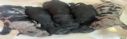Mixed Breed dogs for sale: biewdles  - Advert 6