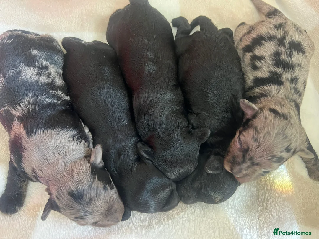 Mixed Breed dogs for sale: biewdles  - Advert 6