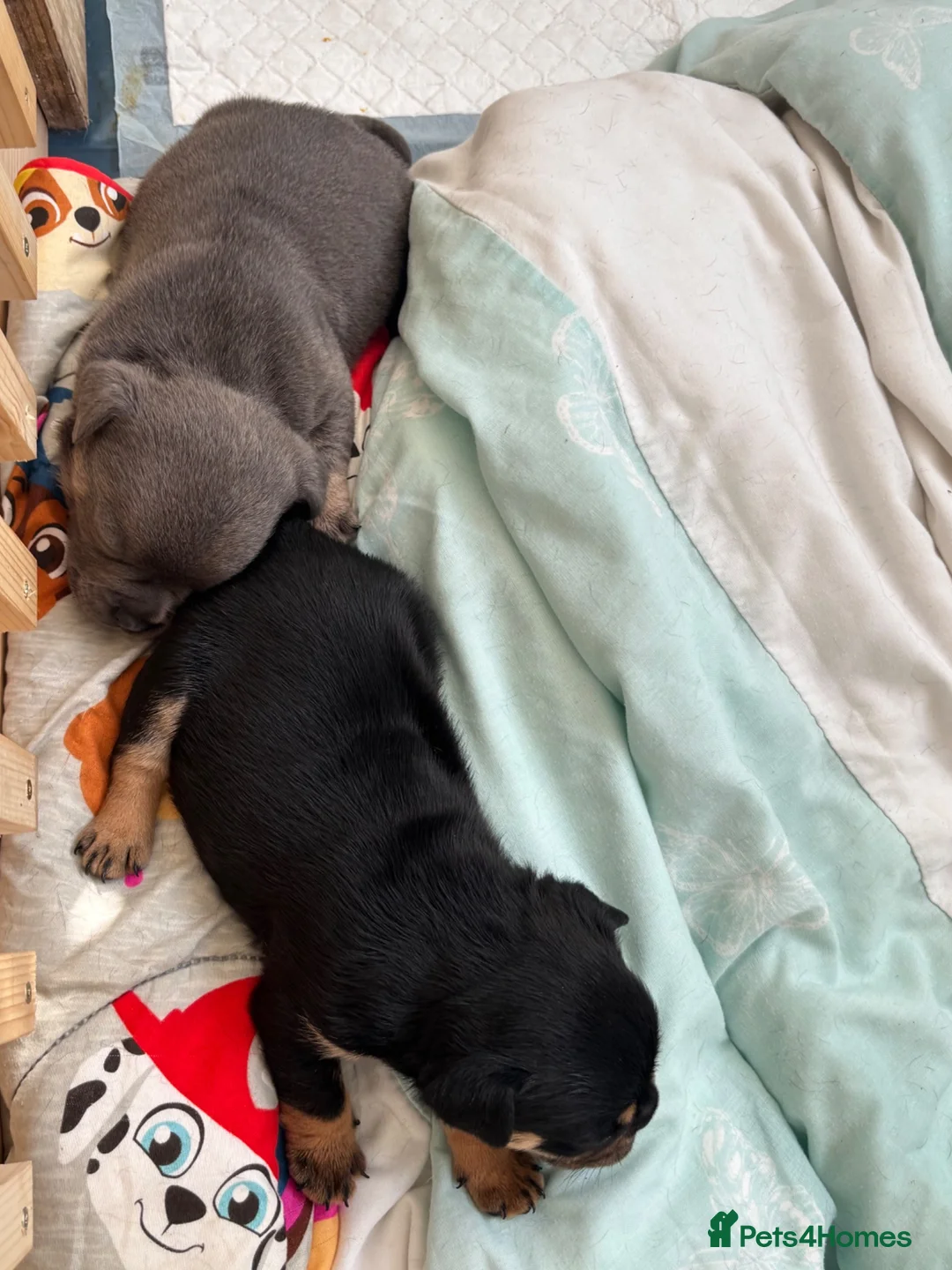 Mixed Breed dogs for sale: Beautiful puppy’s  - Advert 16
