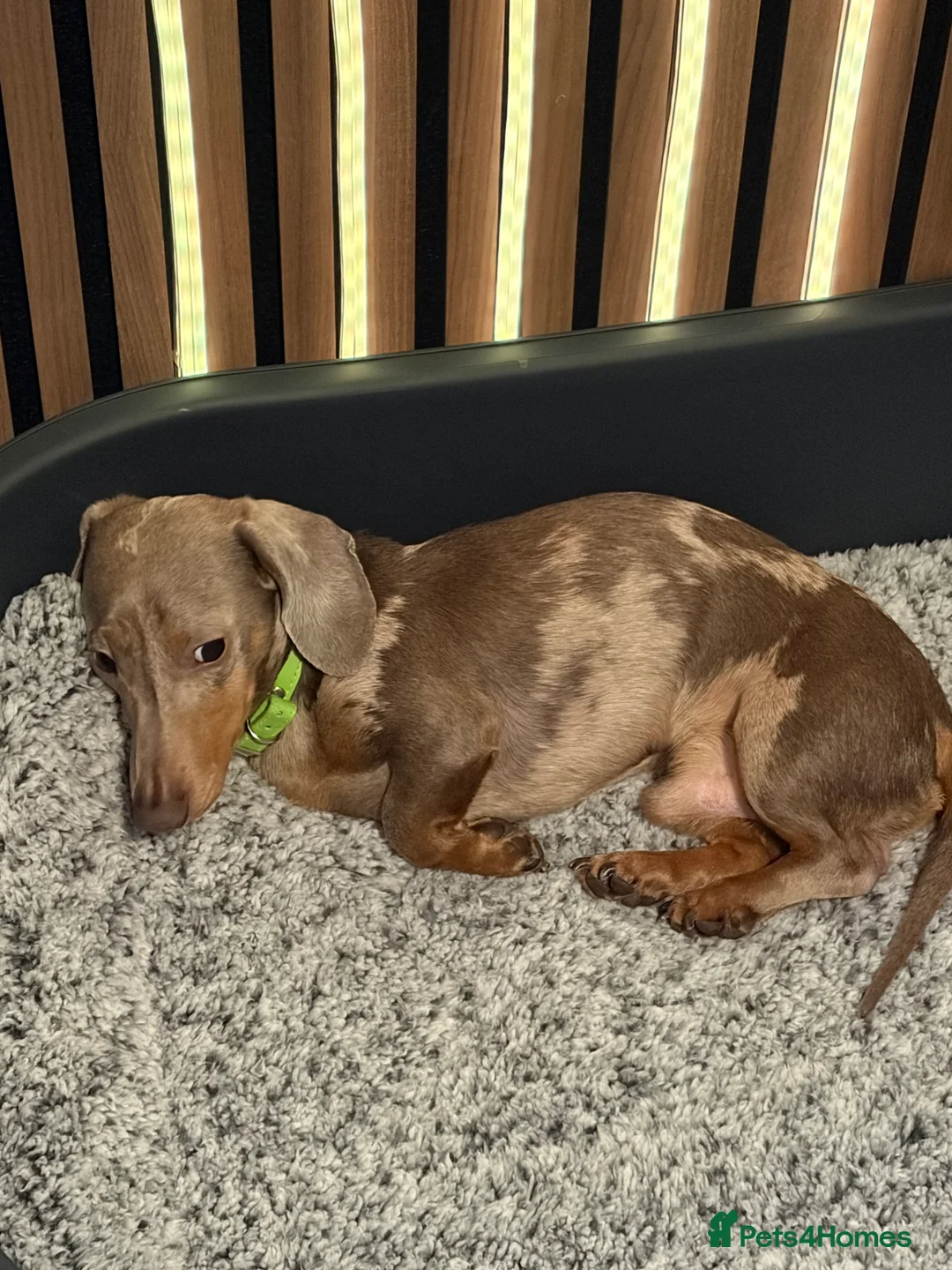 Miniature Dachshund dogs for stud: KC registered proven stud dog  - Advert 2