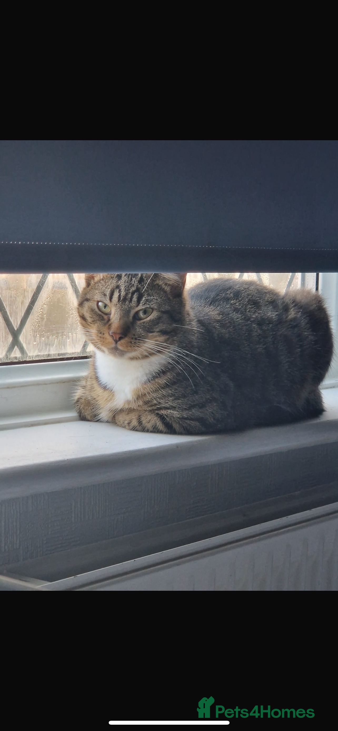 American Shorthair cats loving male cat , please read description - Advert 1