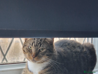 American Shorthair cats loving male cat , please read description - Advert 1