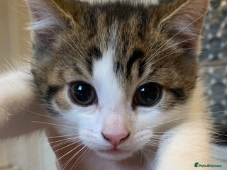 Domestic Shorthair cats - Advert 23