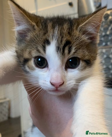 Domestic Shorthair cats - Advert 19