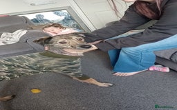 Lurcher dogs for sale: Narla for a new home. - Image 2