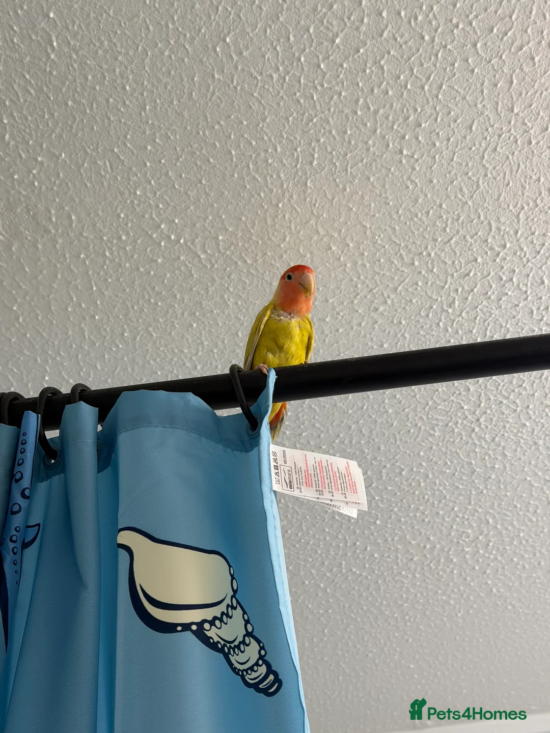 Lovebirds birds for sale: Pair of Peach-Faced Lovebirds – Mango & Pistachio - Advert 2