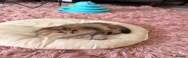 Scottish Fold Kitten 5 Yellow band 