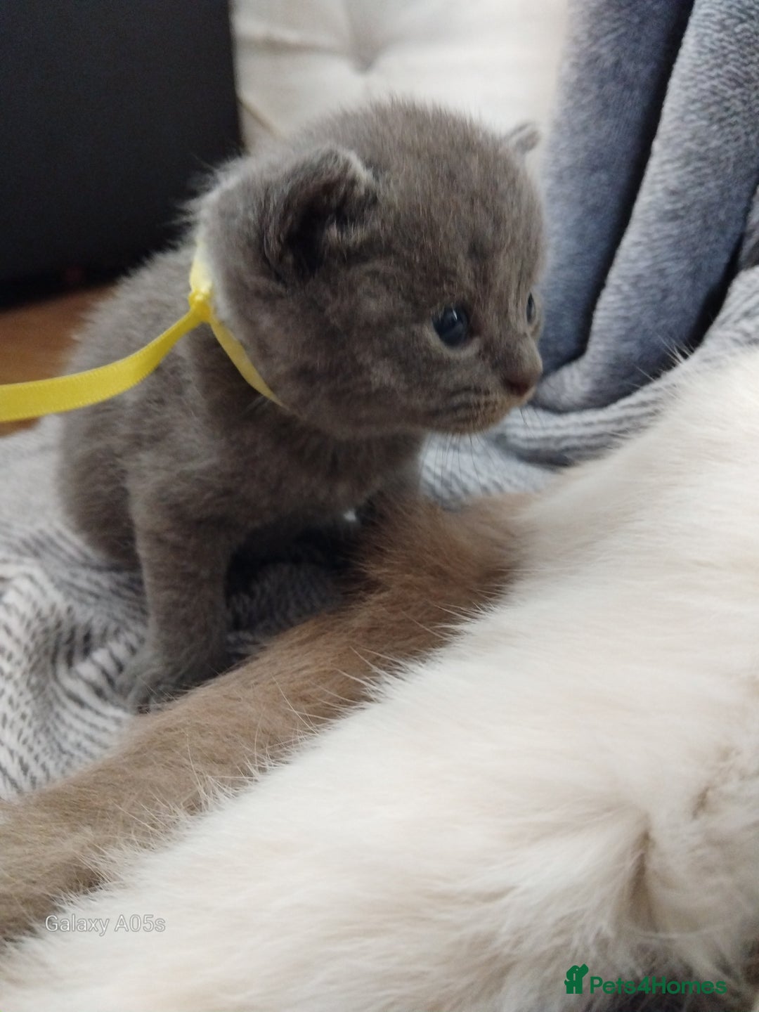 British Shorthair cats for sale: Blue British sorthair kittens available - Image 12
