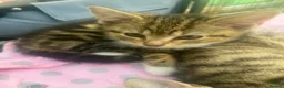 Mixed Breed cats for sale: Adorable kittens - Advert 9