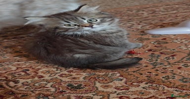 Siberian cats - Advert 2