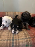 Schnoodle dogs - Advert 13