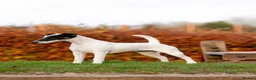 Fox Terrier dogs for sale: Smooth Fox Terrier Bitch - Advert 1