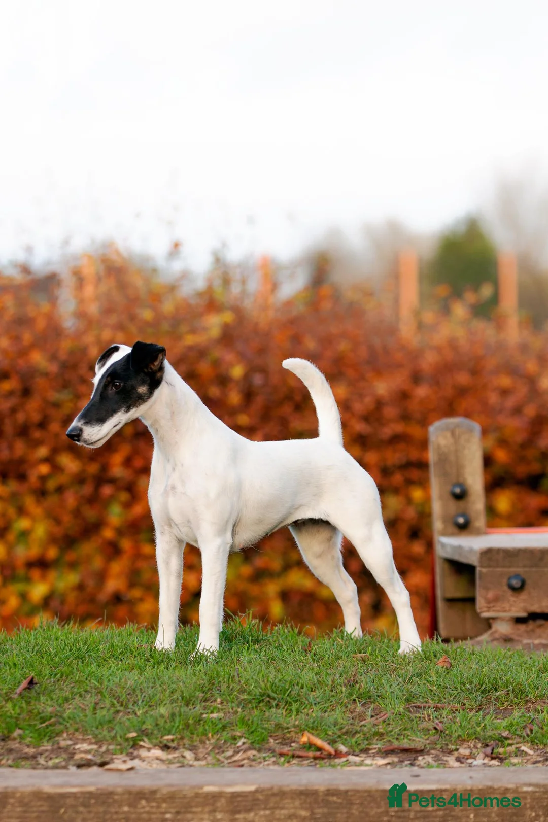 Fox Terrier dogs for sale: Smooth Fox Terrier Bitch - Advert 1