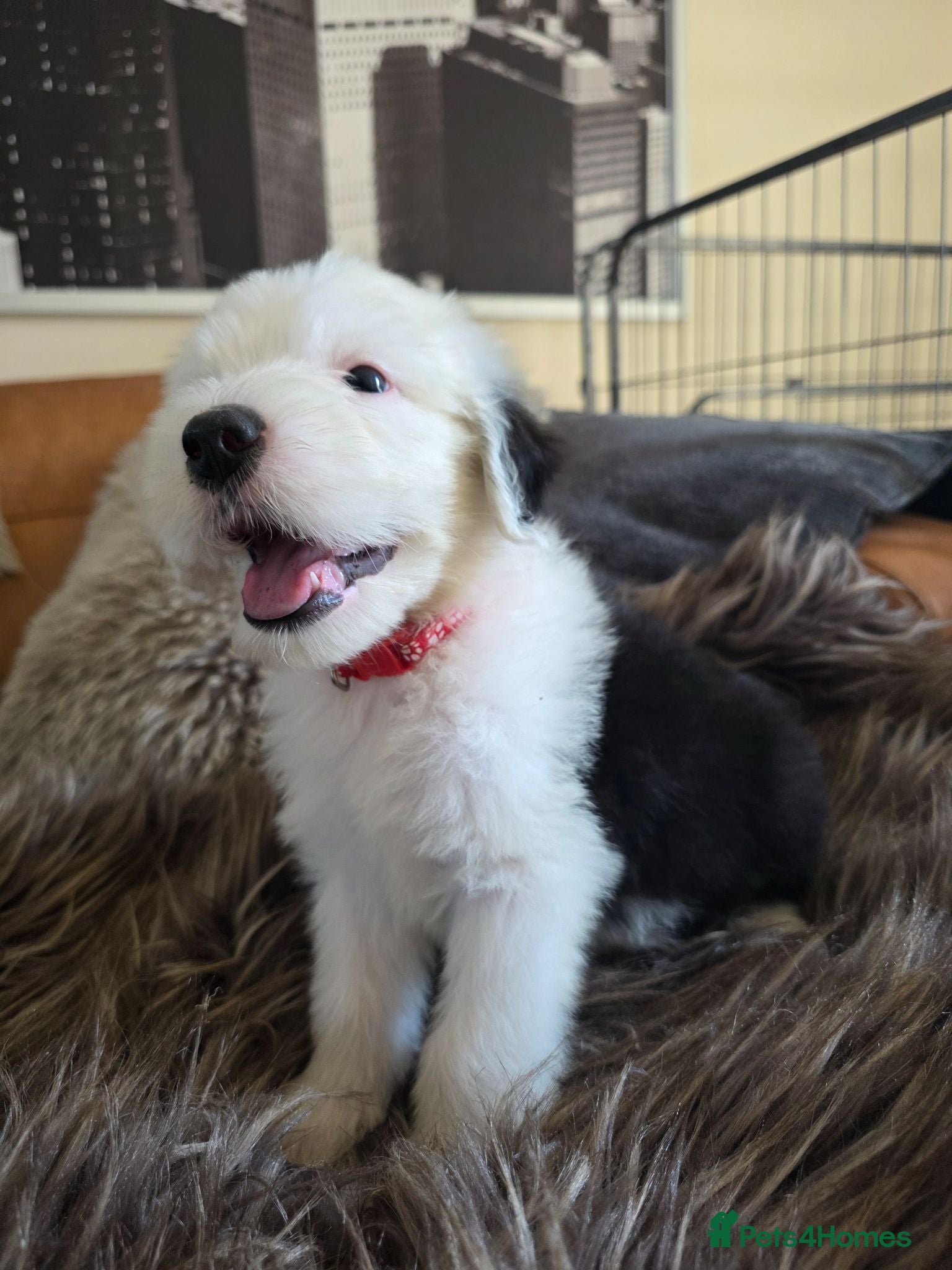 Old English Sheepdog dogs  Blue Eyes Old English Sheepdog Puppies  - Advert 17