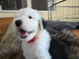 Old English Sheepdog dogs Blue Eyes Old English Sheepdog Puppies - Advert 17