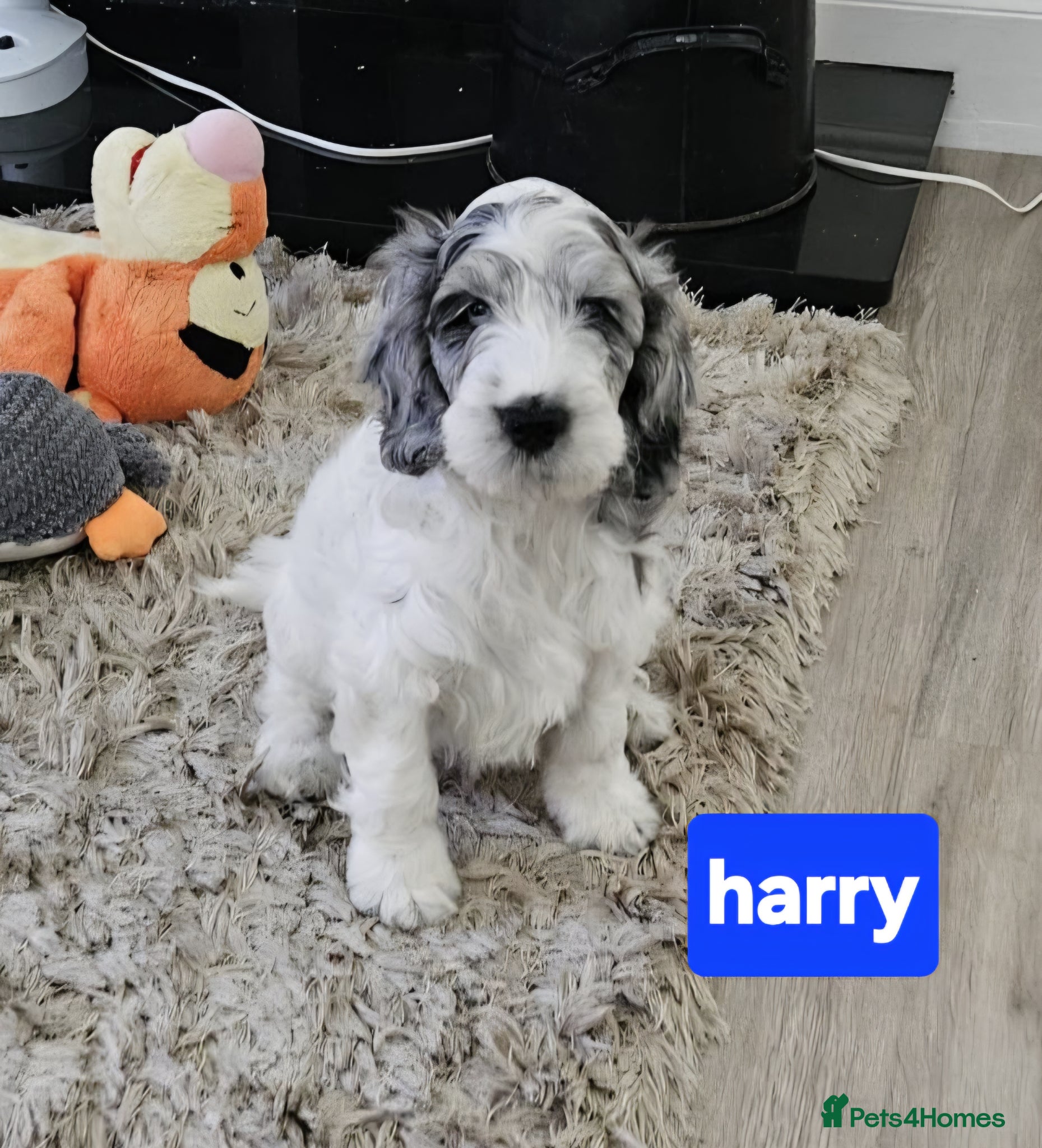 Cockapoo dogs Health tested vaccinated f1 cockapoos ready to go - Advert 1